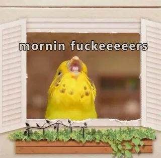 😚 mornin fuckeeeers pássaro, periquito, janela, engraçado, manhã, meme telegram sticker