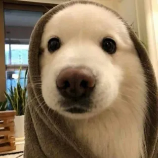 🙂 perro, lindo, mascota, animal, sudadera con capucha, toalla telegram sticker