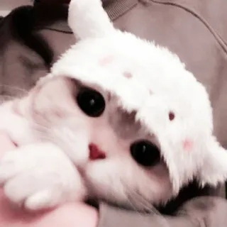 🤍 Katze, Kätzchen, Hasenohren, süß, Tier telegram sticker
