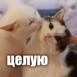 🥰 целую cat, kiss, animals, cute telegram sticker