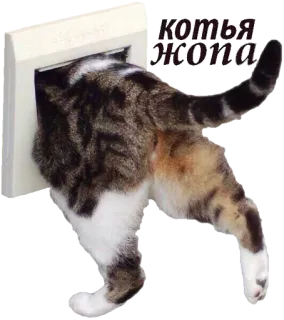 😺 КОТЯ ЖОПА cat, butt, funny, animal telegram sticker