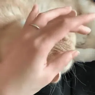 ❤️ cat, pet, hand, animal, domestic, mammal whatsapp sticker