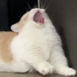 🐾 고양이, 하품, 동물, 애완동물, 포유류 telegram sticker