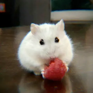 ✨ Hamster, süß, Tier, Haustier, Himbeere, weiß, Nagetier, Futter whatsapp sticker