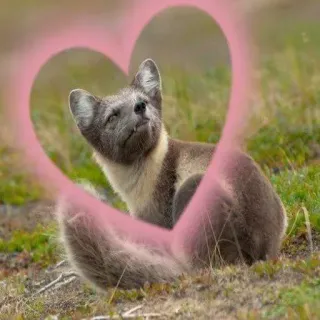 ❤️ whatsapp sticker