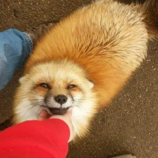 🦊 whatsapp sticker