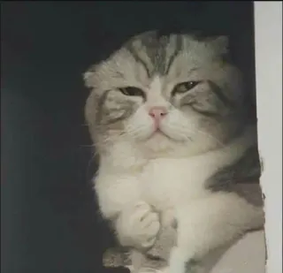 ✨ 猫, 动物, 宠物, 苏格兰折耳猫, 态度, 得意 telegram sticker