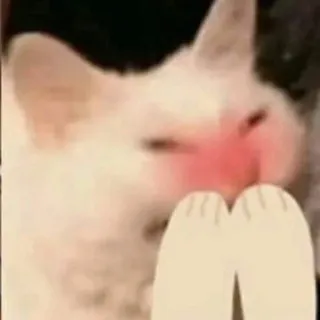 😳 Katze, Meme, Kuss, Tier, lustig telegram sticker