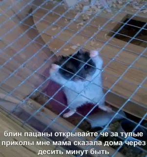 😤 блин пацаны открывайте че за тупые
приколы мне мама сказала дома через
десить минут быть hámster, jaula, mascota, animal, divertido whatsapp sticker