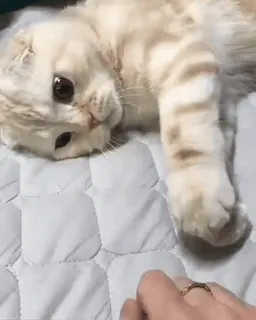 🐈 แมว, สัตว์เลี้ยง, สัตว์, น่ารัก, แมวบ้าน, สก็อตติชโฟลด์ telegram sticker