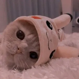 🤔 chat, chaton, Pikachu, animal de compagnie, animal, mignon, kawaii, cosplay telegram sticker
