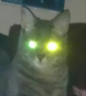 🔥 gato, animal, olhos brilhantes, olhos, animal de estimação telegram sticker