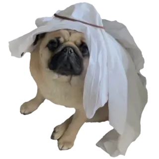 👳 pies, mops, kostium, kapelusz, szejk, zwierzę telegram sticker