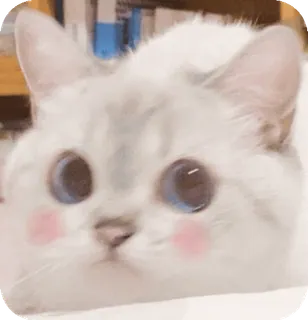🌟 telegram sticker