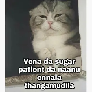 😝 Vena da sugar patient da naanu ennela thangamudila gato, meme, engraçado, animal, animal de estimação telegram sticker
