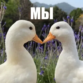 🧡 МЫ ducks, birds, nature, animals telegram sticker