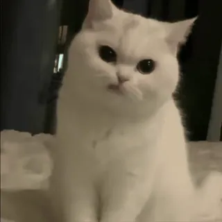 🐱 kot, biały kot, zwierzę domowe, zwierzę, słodki telegram sticker