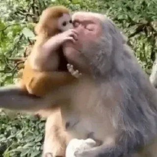 🐵 Monyet, Binatang, Bayi monyet, Lucu, Alam, Satwa liar telegram sticker