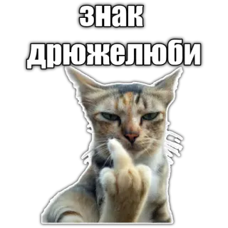 👎 знак
дрюжелюби cat, middle finger, offensive, meme telegram sticker