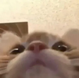 😳 кот, животное, домашний, питомец, кошачий telegram sticker