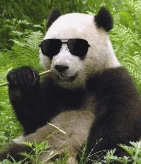 😎 panda, sunglasses, animal, cool, bamboo telegram sticker