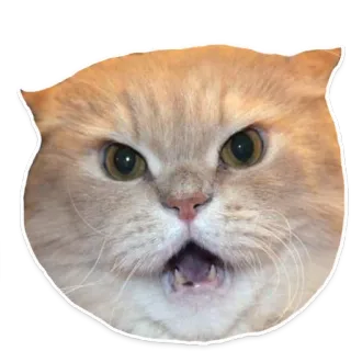 😠 gato, enojado, meme, divertido, animal, felino, retrato, lindo telegram sticker