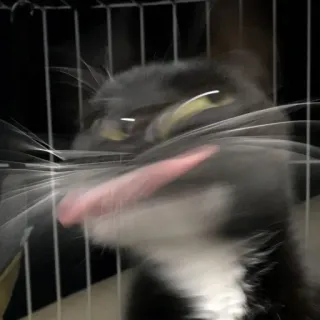 🥴 chat, animal, animal de compagnie, langue, flou, idiot, cage telegram sticker