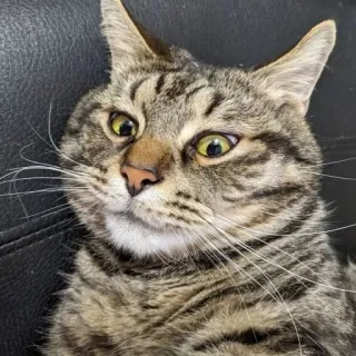 🧐 고양이, 동물, 애완동물, 반려동물, 포유류, 고양이과, 얼룩 고양이 telegram sticker