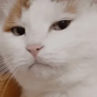 😐 gatto, animale, animale domestico, felino telegram sticker