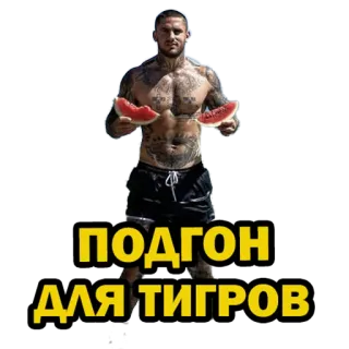 🍉 ПОДГОН ДЛЯ ТИГРОВ hombre, sandía, tatuajes, ruso, tigre whatsapp sticker