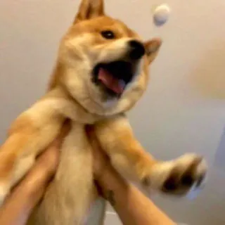 😱 chien, shiba inu, animal, animal de compagnie telegram sticker