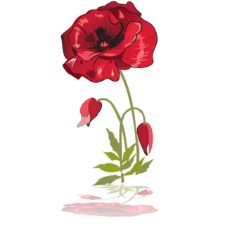 💐 цветок, мак, красный, природа, цветочный telegram sticker