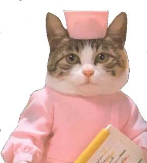 😡 cat, nurse, animal, cute, pet, doctor, funny telegram sticker