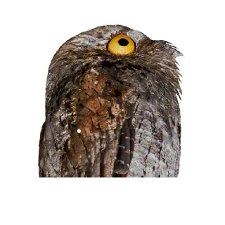 😶 chim, động vật, cú mèo, động vật hoang dã, về đêm, ngụy trang telegram sticker