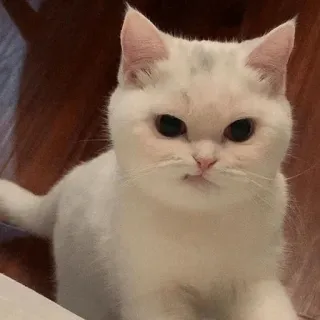 🍧 mèo, mèo trắng, động vật, thú cưng, dễ thương, mèo nhà telegram sticker