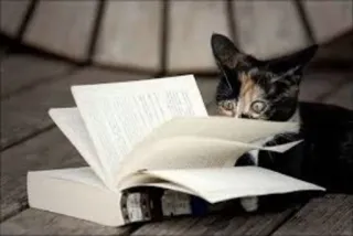 😳 cat, reading, book, animal, domestic cat, pet, learning telegram sticker