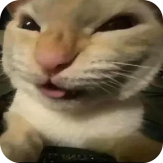 😼 gatto, animale, lingua, meme, divertente, animale domestico telegram sticker