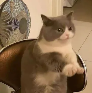 🌿 mèo, động vật, meme, dễ thương, hài hước, thú cưng telegram sticker