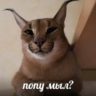 😒 попу мыл? cat, floppa, animal, russian, meme telegram sticker
