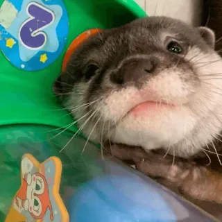 😴 loutre, animal, mignon, mammifère, aquatique, faune telegram sticker