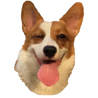 😉 dog, corgi, winking, animal, pet, happy, cute telegram sticker