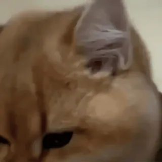 😱 猫, 橘猫, 动物, 宠物, 猫科动物 whatsapp sticker