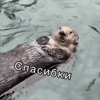 🙏 Спасибочки выдра, калан, милый, животное, плавание, вода, спасибо, добрый telegram sticker