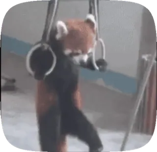 💪 Красная панда, Гимнастика, Животное, Кольца, Милый, Фитнес telegram sticker