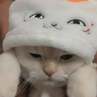 🙁 gato, animal, sombrero, lindo, mascota telegram sticker