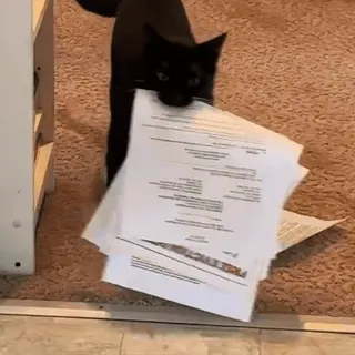 🏫 cat, papers, black cat, document, pet, animal whatsapp sticker