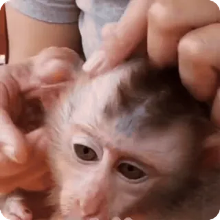 🪷 mono, animal, lindo, mascota, mamífero whatsapp sticker