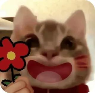 🌟 Cat telegram sticker