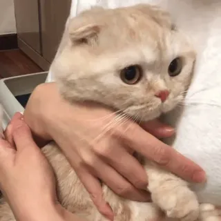 🥺 cat, animal, pet, Scottish Fold, cute, domestic animal telegram sticker