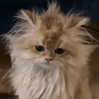 😪 chat, animal de compagnie, animal, chaton, duveteux, chat persan whatsapp sticker